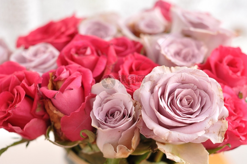 粉红色和紫玫瑰花束图片