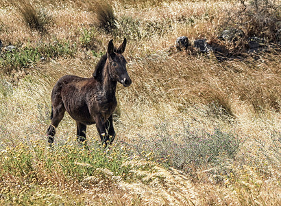 大草地上独自站立的棕褐佛牧场年轻的母马图片