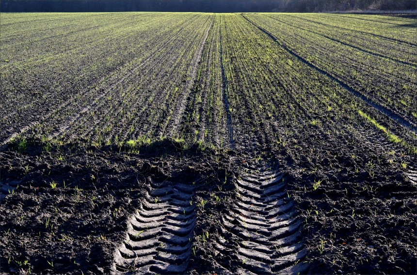 庄稼在耕种的田地上在荷兰种植冬季作物景观耕地