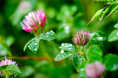 雨过之后春雨过后花朵被浸在水滴中的花朵所覆盖在春雨之后飞沫生长绿色背景