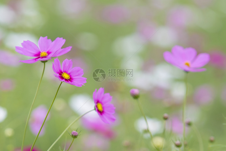 美丽的粉色宇宙花朵天然绿色模糊背景的花朵瓣绽放图片