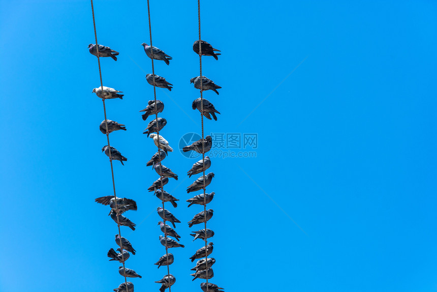 一群鸽子坐在电线上图片