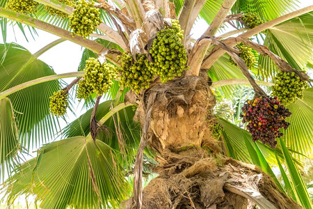 维生素棕色的树木凤凰仙人掌又称椰棕榈有可食用甜果图片