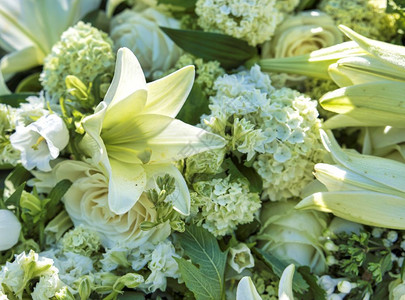悲伤荷兰白葬花有绿色叶子的白花圈图片