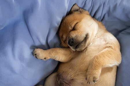 有趣的年轻新生儿小狗在蓝毯子上做梦新生儿小狗在蓝毯子上做梦可爱的图片