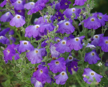 花瓣生长朵紫色矮牵牛图片