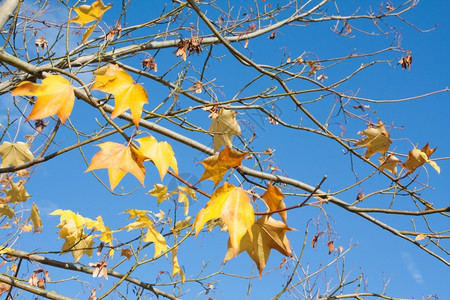 黄色的干枯秋叶图片