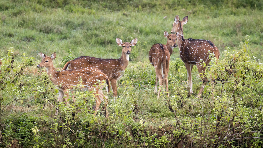 斑单身的团体印度喀拉邦的草地上图片