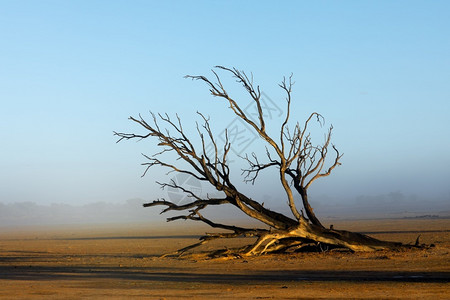 南非卡拉哈里沙漠上的枯树风光背景图片