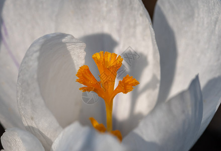 植物学白花和黄朵的极端紧闭春天报花图片