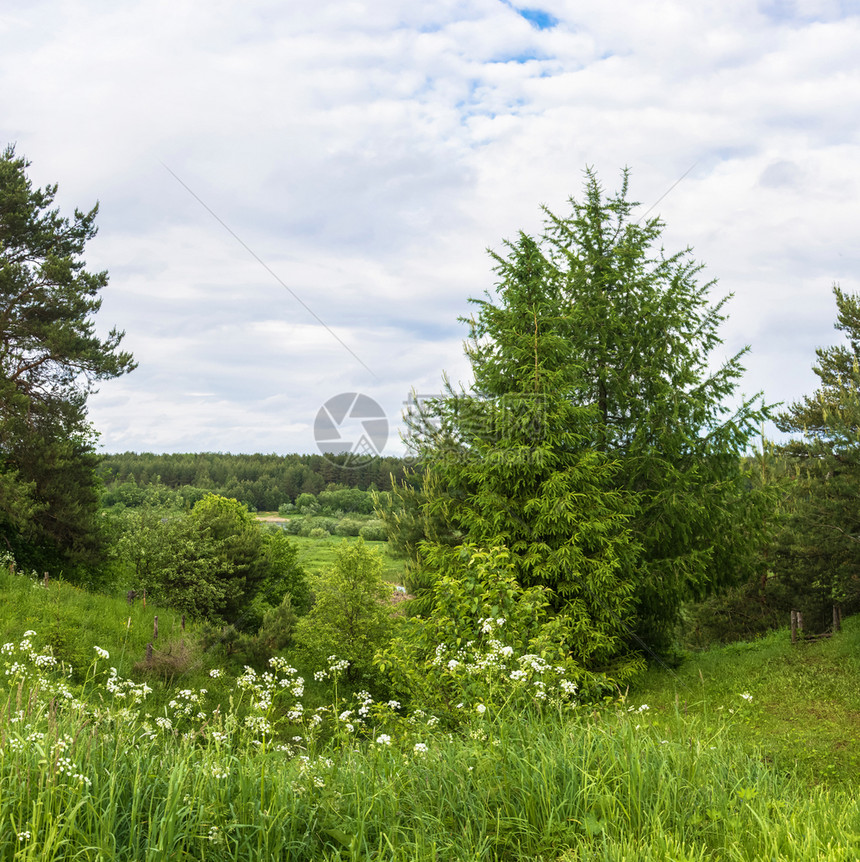 森林俄罗斯Kostroma地区Vetluga河洪泛区美丽的夏季风景绿色树图片