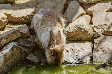兔子饮用池塘里的水图片