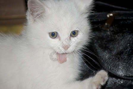 可爱吐舌头的可爱猫咪图片