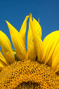 向阳而开的向日葵花瓣高清图片素材