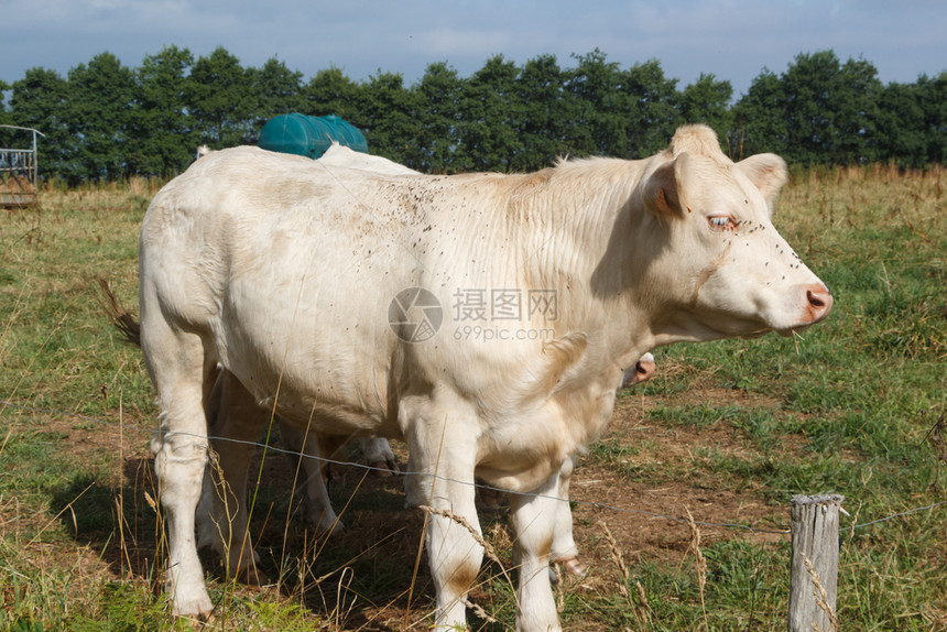 家畜哺乳动物一种在布列塔尼的一片田野里白种和色母牛图片