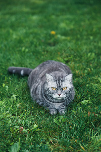 坐在花园草地上的灰猫高清图片