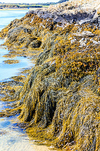 海藻或大型类是指若干种的大型多细胞海洋藻类黄色的岩石棕图片