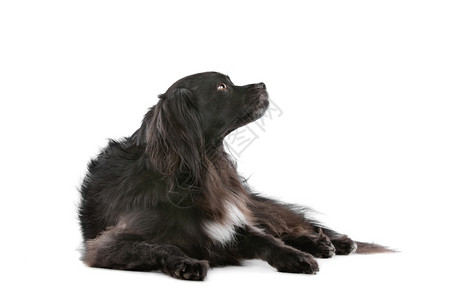 混血儿动物白色背景面前的混合种狗品图片