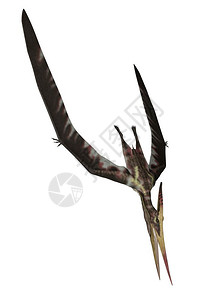 背景白底色的Pteranodon潜水3D转化野生动物使成为图片