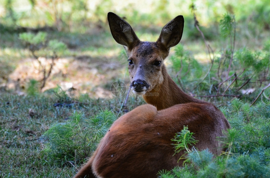 荒野观察的雌鹿警惕动物群图片