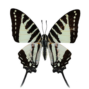 Spot尾蝴蝶诺米乌斯上翼剖面图白底隔离轮廓昆虫美丽图片