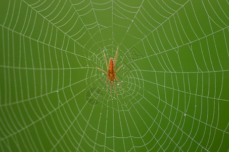 恐惧网络眼睛蜘蛛上的野生红蜘蛛自然绿色背景野生红蜘蛛图片