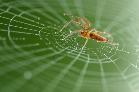 蜘蛛网上的野生红蜘蛛自然绿色背景野生红蜘蛛动物眼睛黑色的图片