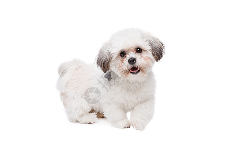 小白狗在色背景面前的小白狗宠物混合毛茸图片