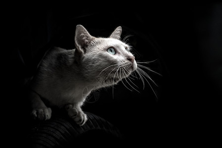 黑暗中的白猫图片