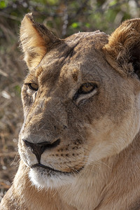 旅行女非洲博茨瓦纳萨武提地区的狮子座非洲苹果浏览器图片