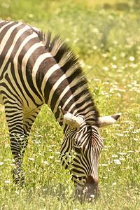 动物主题黑白斑马的闪亮视图条纹黑色的图片