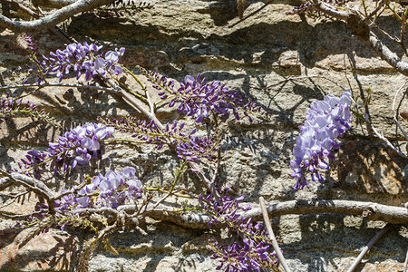 紫色的植物春天紫薇西莎花朵在一栋房子的墙上花瓣图片