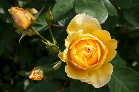春天黄玫瑰花在园里雌蕊黄色的花图片