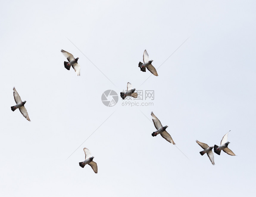 运动漂浮飞在空中的鸽鸟群航班图片