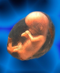 施肥未出生的胎儿怀孕囊图片