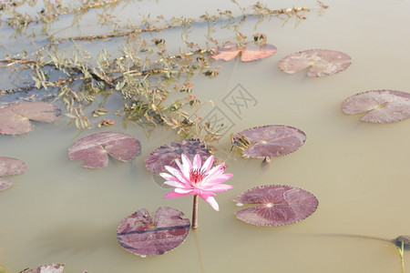 美丽池塘中的粉莲美丽花图片