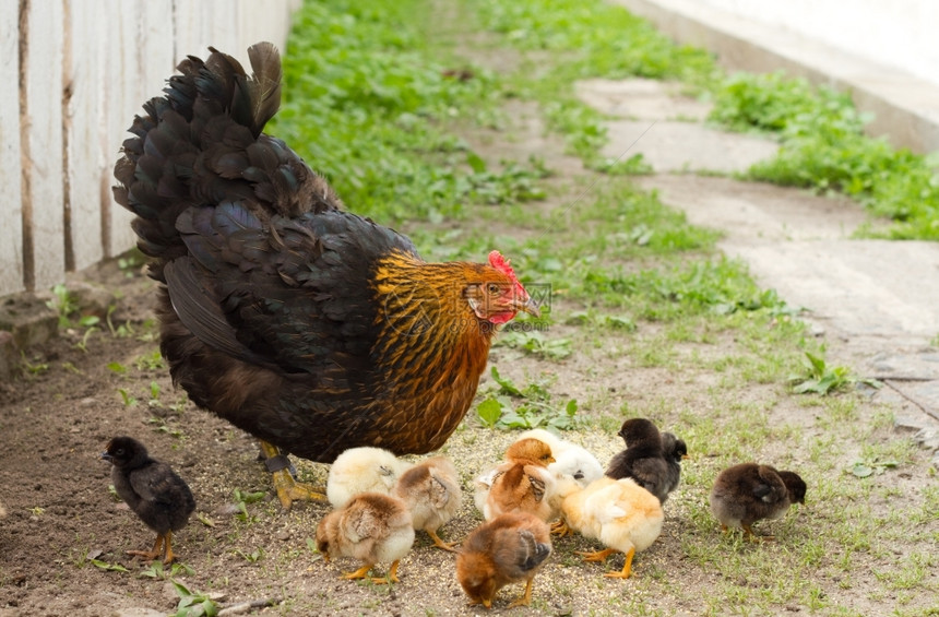 婴儿纵向母鸡和农业国内的图片