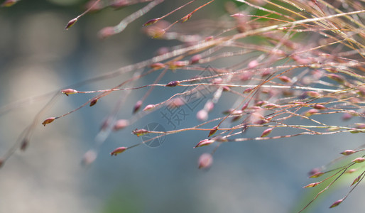 庄稼团体场地天然背景的草丛紧闭自然背景的草原桩上方图片