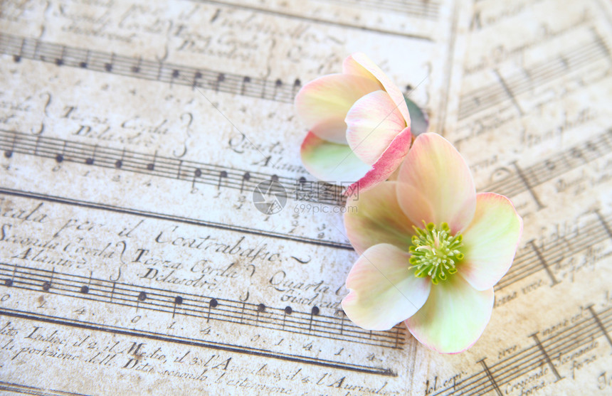 纹理兰登玫瑰之花在旧乐谱音中优质的工作室图片