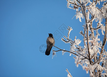 晨日中的乌鸦树霜冬天图片