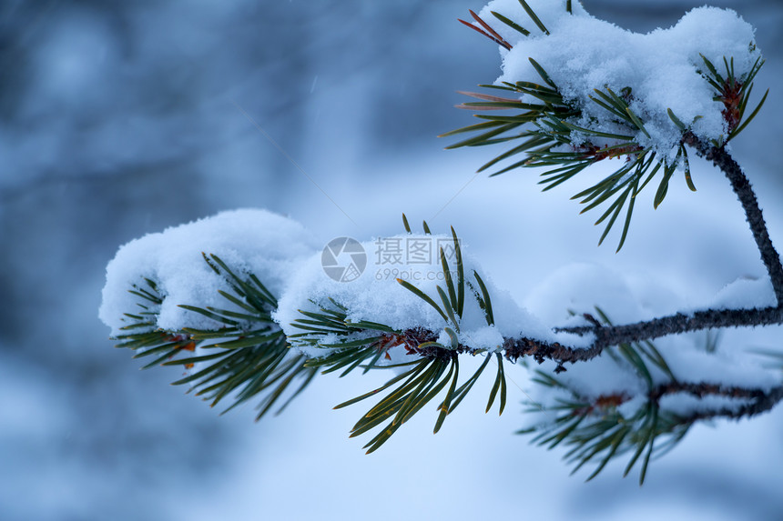 自然温冬森林白雪松树分支紧贴的冰雪覆盖松树分支针叶冷冻图片