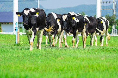 草奶牛在农场牧上的奶牛步行户外图片