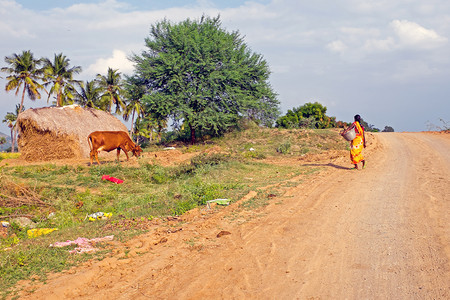 户外女动物印度农村的业从印度图片