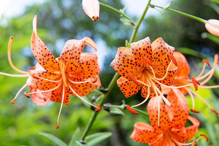 蕊绿色韩国虎百合花药背景图片