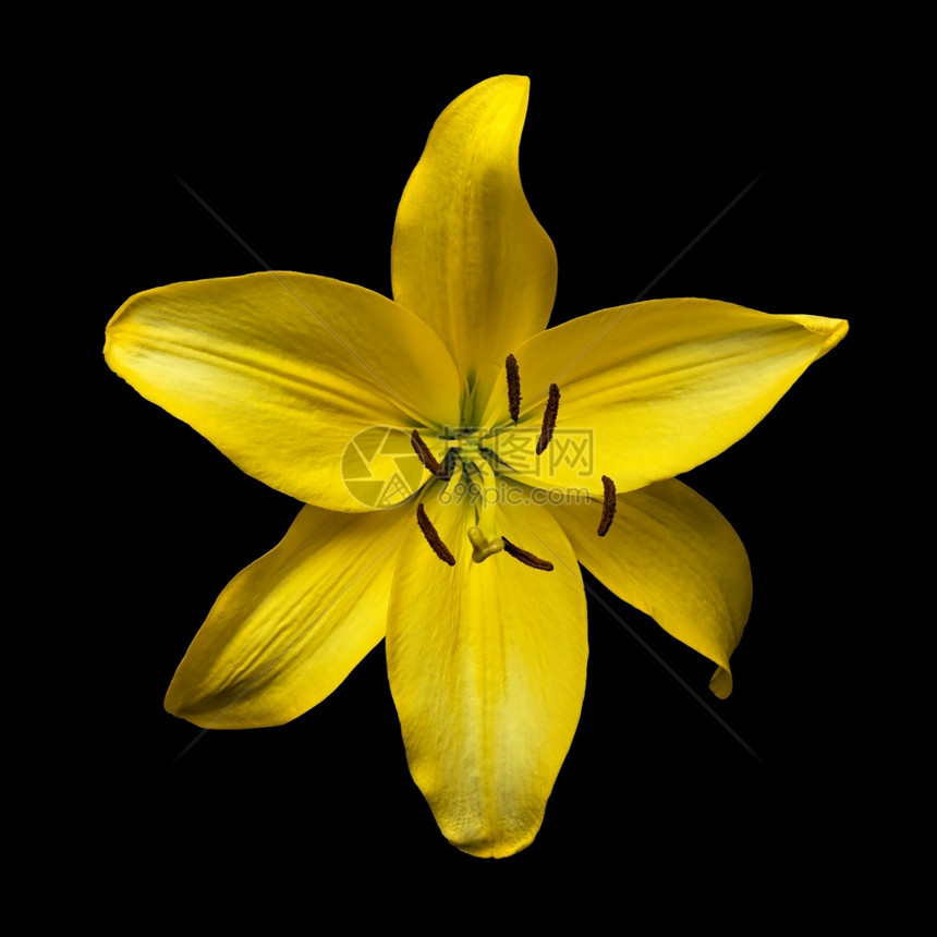 白日黄色花朵赫梅罗卡丽丝rquoHyperionrrrrqu孤立在黑色背景上野花明亮的超离子图片