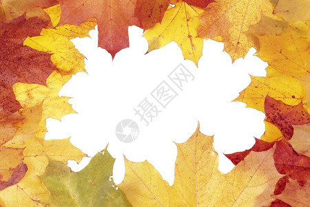 多彩秋叶边框背景背景图片
