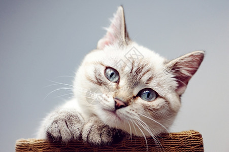 趴在猫爪板上的可爱猫咪图片