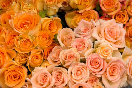 浪漫质地粉红和橙色玫瑰团花朵图片