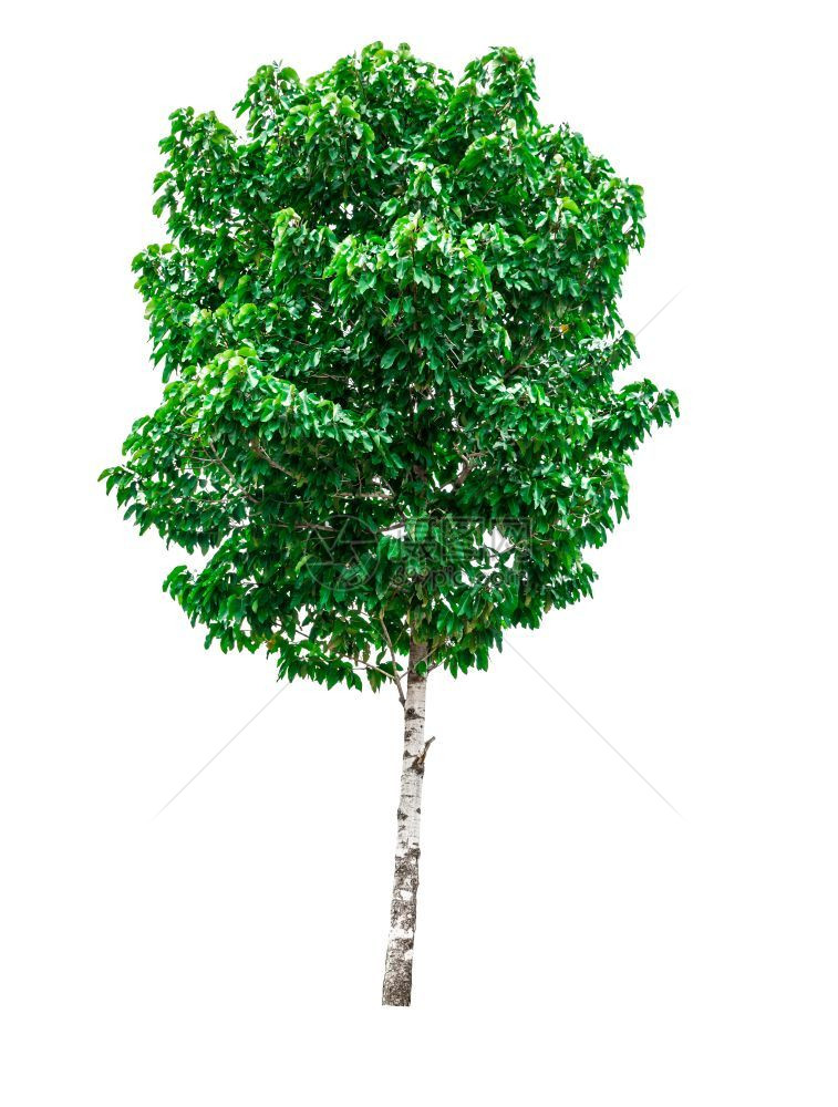 木头在白色背景上隔离的绿树环境干图片
