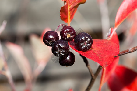 红色树叶背景下的阿罗尼亚梅拉诺卡帕黑窒息莓收获健康红色的背景图片